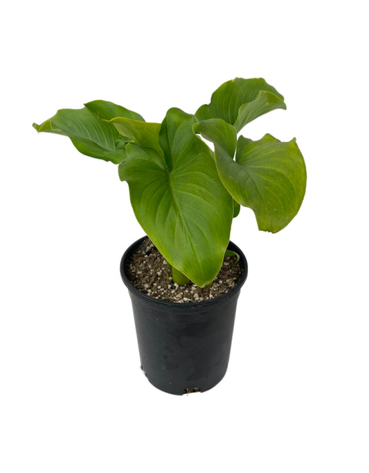 Zantedeschia aethiopica 'Hardy White' - The Garden Corner