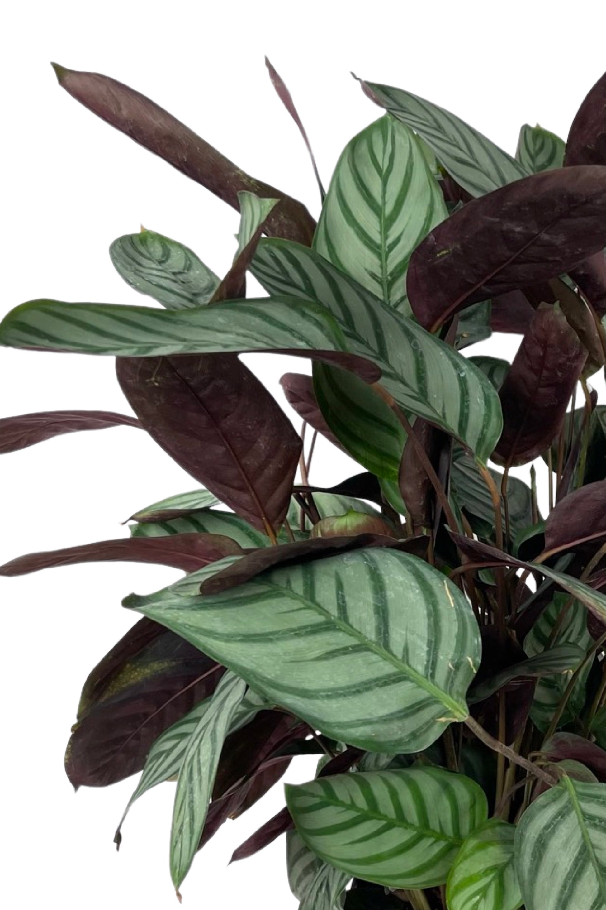 Ctenanthe setosa - House Plants