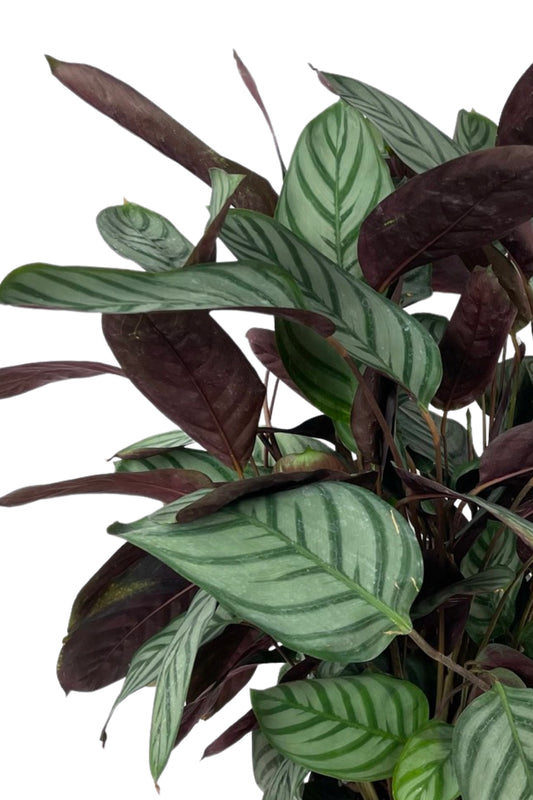 Ctenanthe setosa - House Plants