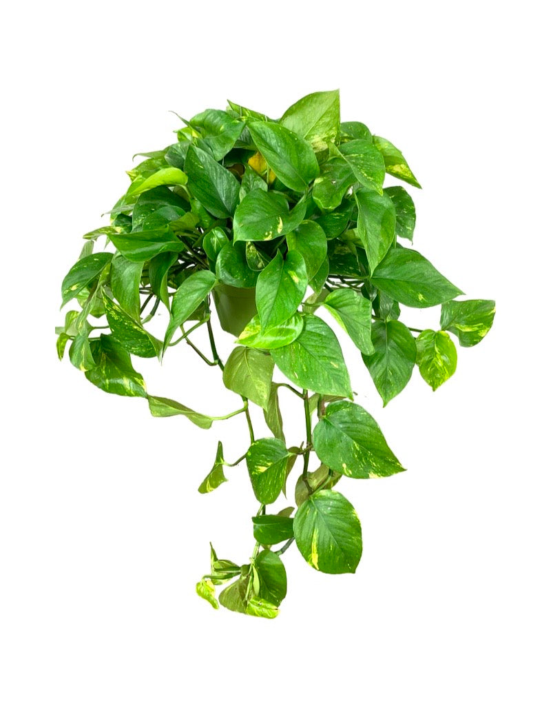 Epipremnum aureum (Pothos)