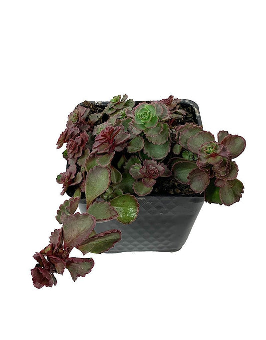 Sedum spurium 'Red Carpet' 4 inch - The Garden Corner