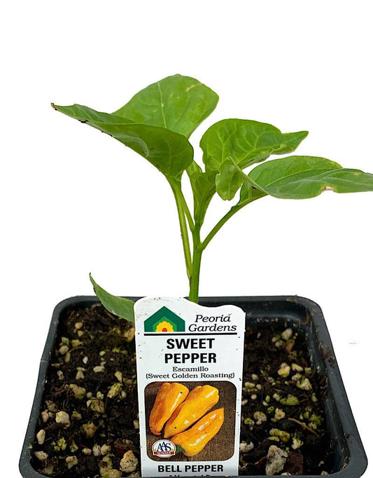 Pepper 'Sweet Golden Roasting' - 4 inch - The Garden Corner