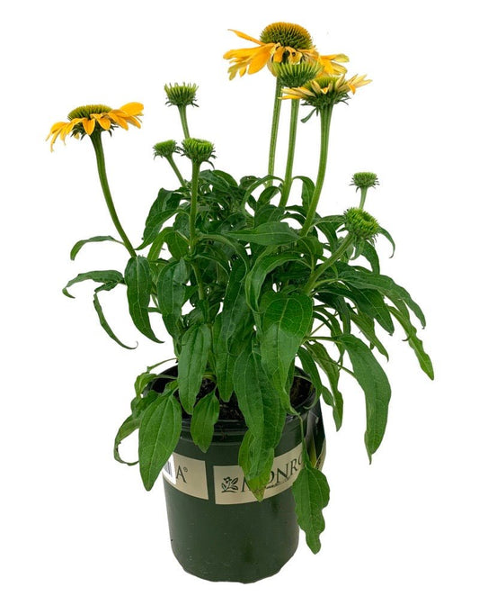 Echinacea 'Evolution Yellow Falls' - The Garden Corner
