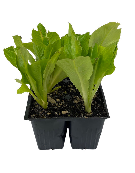 Lettuce 'Winter Density' Jumbo Traypack
