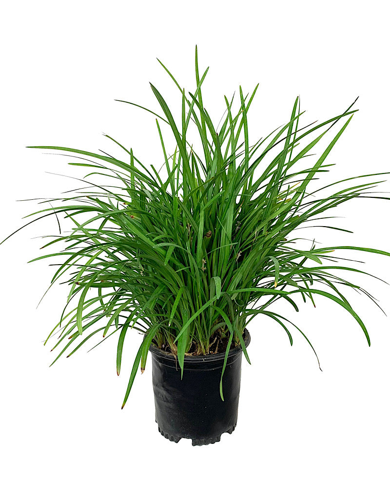Liriope muscari 'Big Blue'