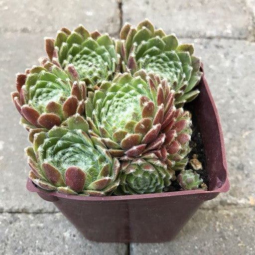 Sempervivum 'Icicle' 4 inch - The Garden Corner