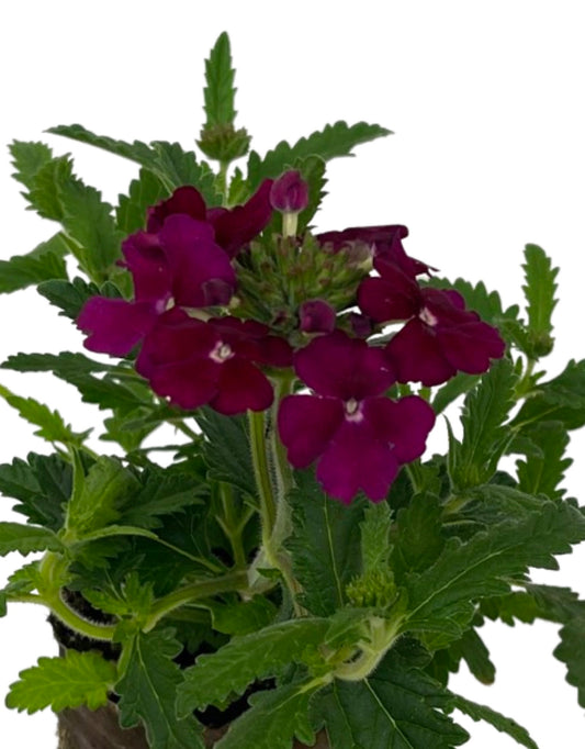Verbena 'Empress Flair Burgundy'
