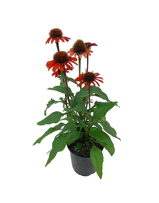 Echinacea 'Kismet Intense Orange' - The Garden Corner