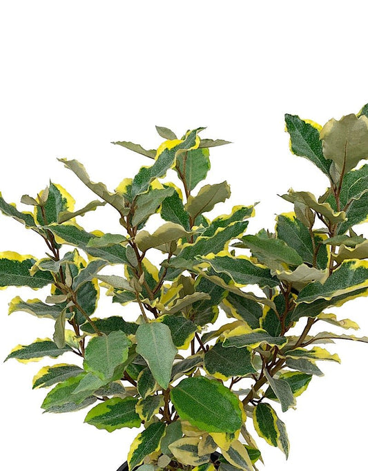 Elaeagnus x e. 'Olive Martini' 1 Gallon - The Garden Corner