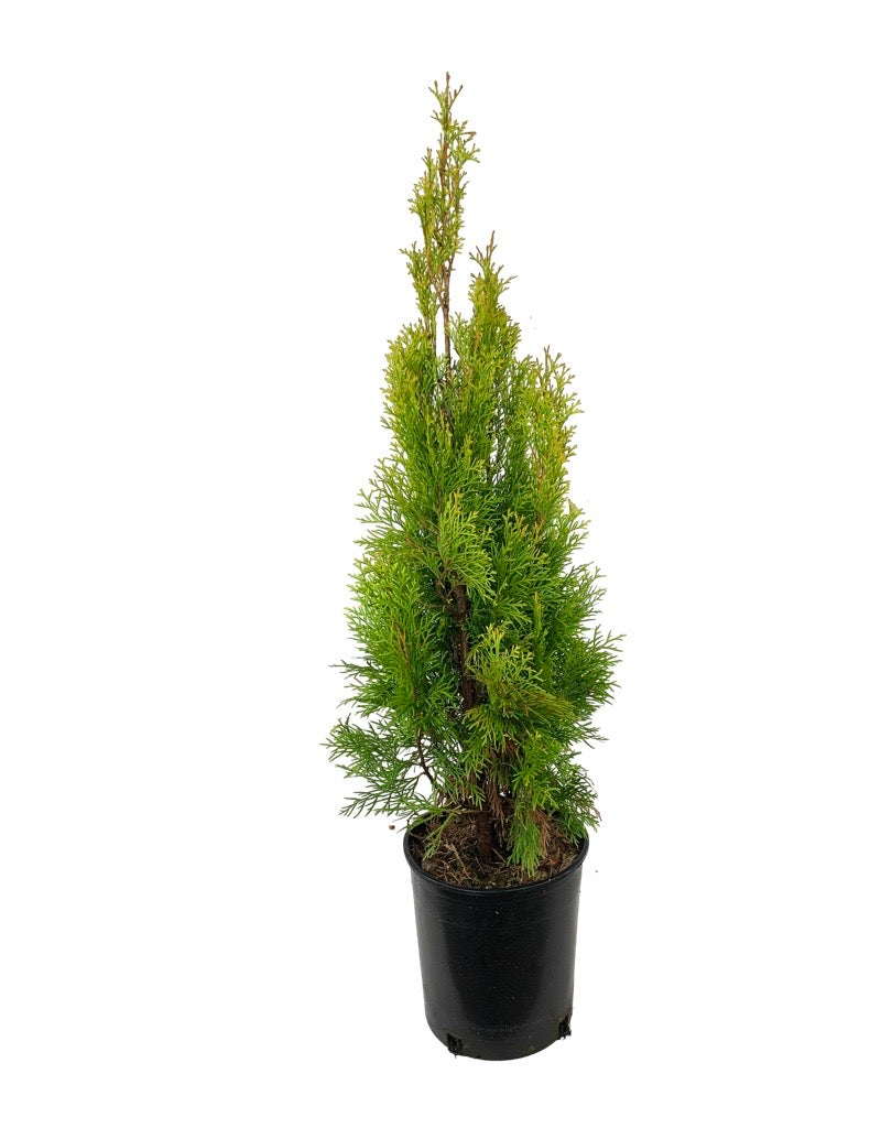 Thuja occidentalis 'Janed Gold' - Shrubs