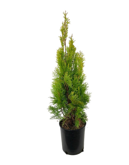 Thuja occidentalis 'Janed Gold' - Shrubs