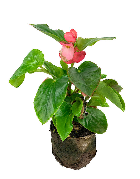 Begonia 'Dragon Wing Pink'