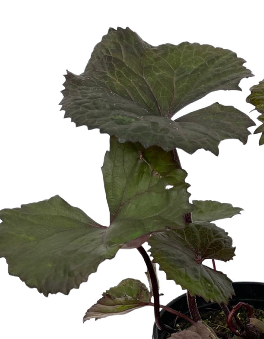 Ligularia dentata 'Desdemona' 1 Gallon - The Garden Corner