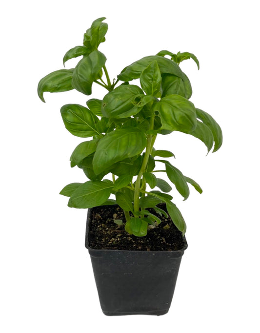 Basil 'Everleaf Emerald Towers'