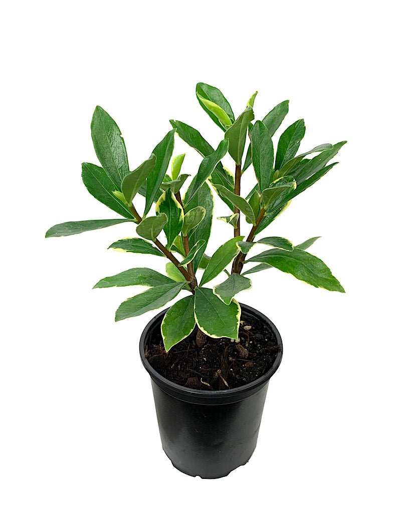 Daphne odora 'Aureomarginata' - Shrubs