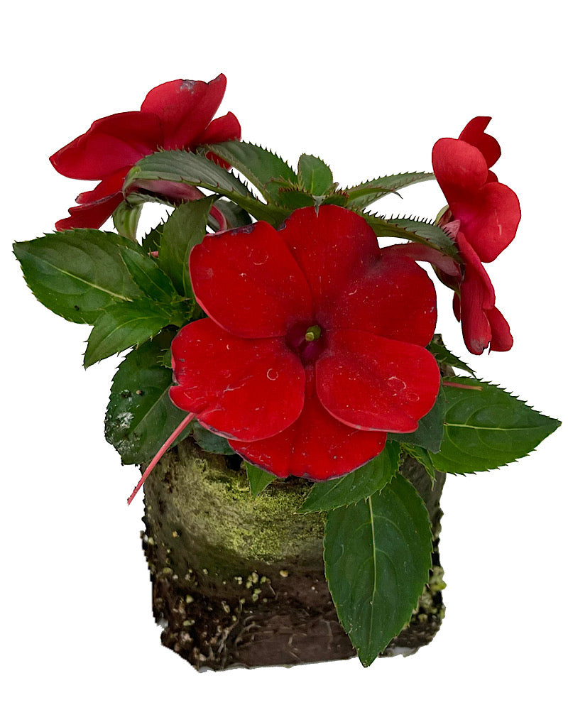 Sunpatiens 'Compact Deep Red'