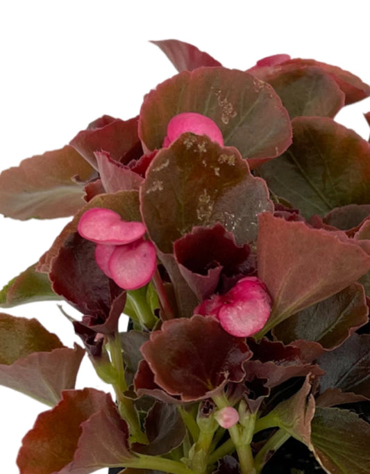 Begonia 'Cocktail Bronze Gin'