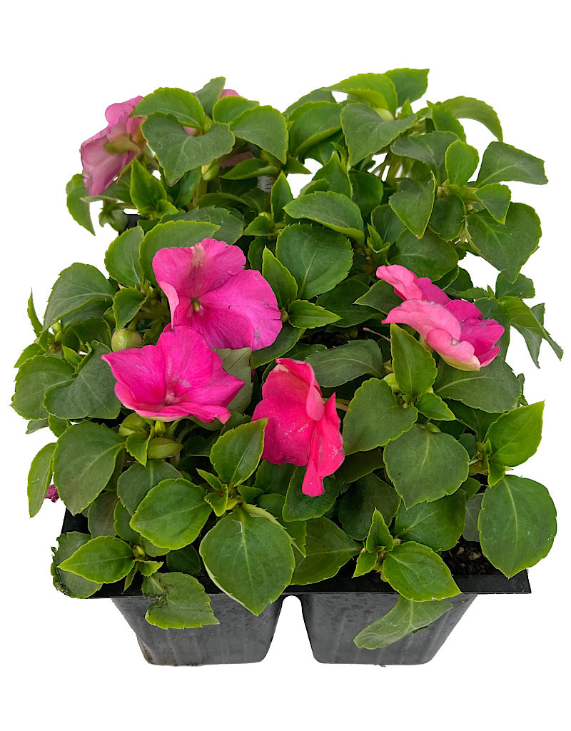 Impatiens 'Accent Deep Pink' Jumbo Traypack