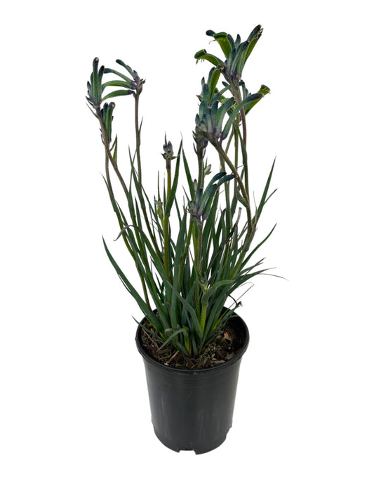 Anigozanthos 'Mardi Gras' 1 Gallon - The Garden Corner