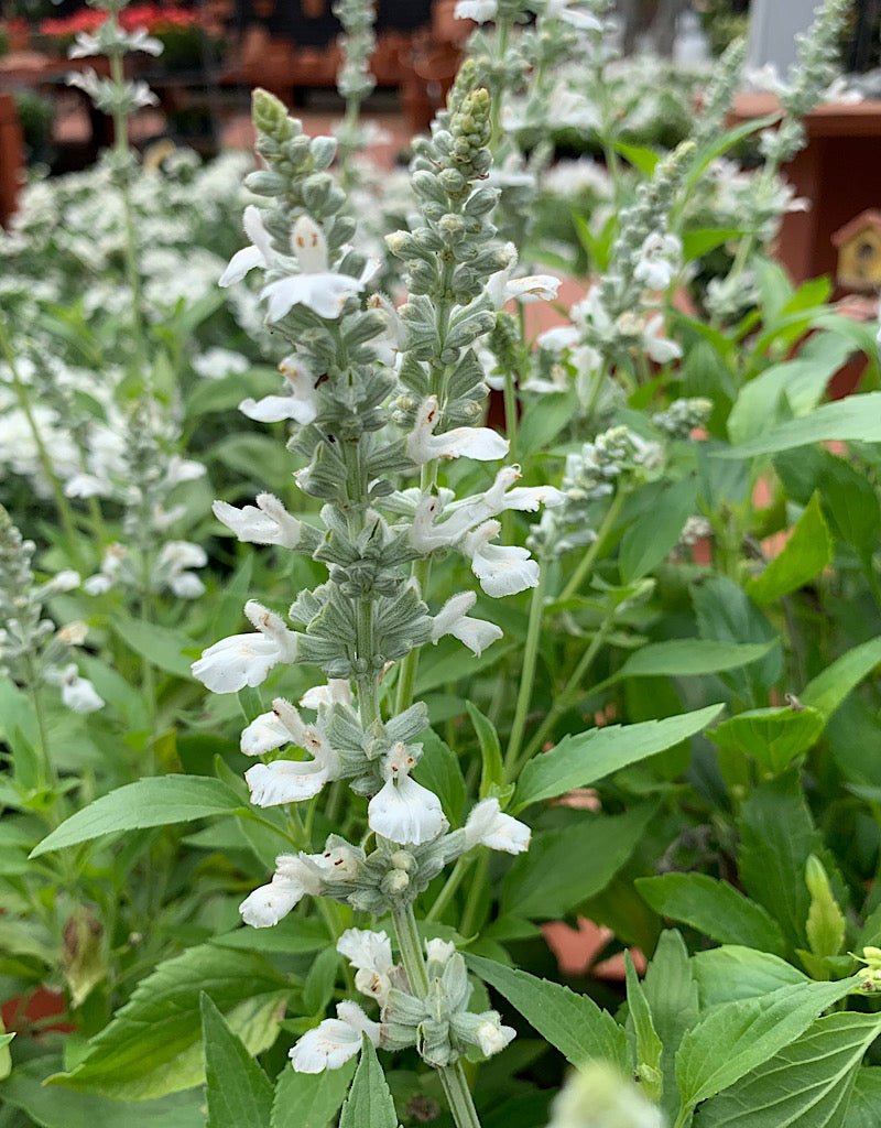 Salvia 'White Flame' 6 inch - The Garden Corner