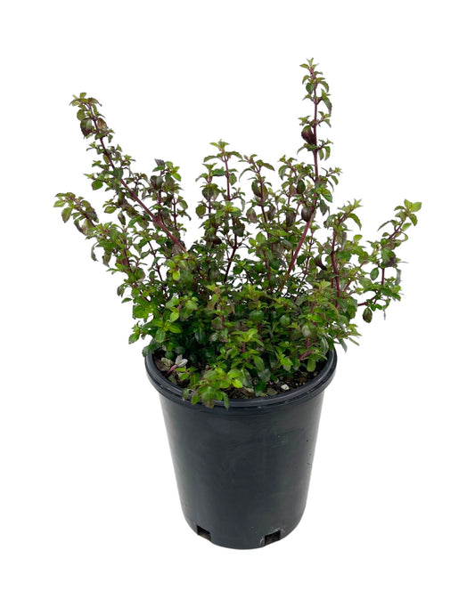 Fuchsia microphylla 'Isis' - The Garden Corner