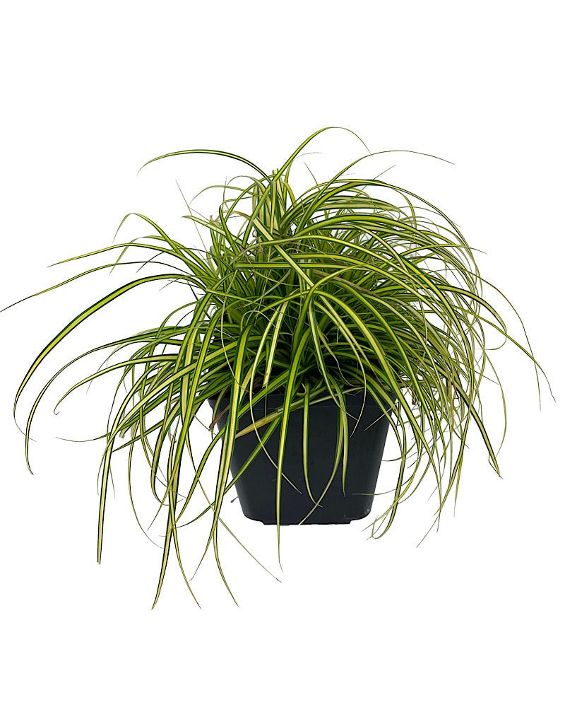 Carex oshimensis 'Evercolor® Eversheen' - Perennials