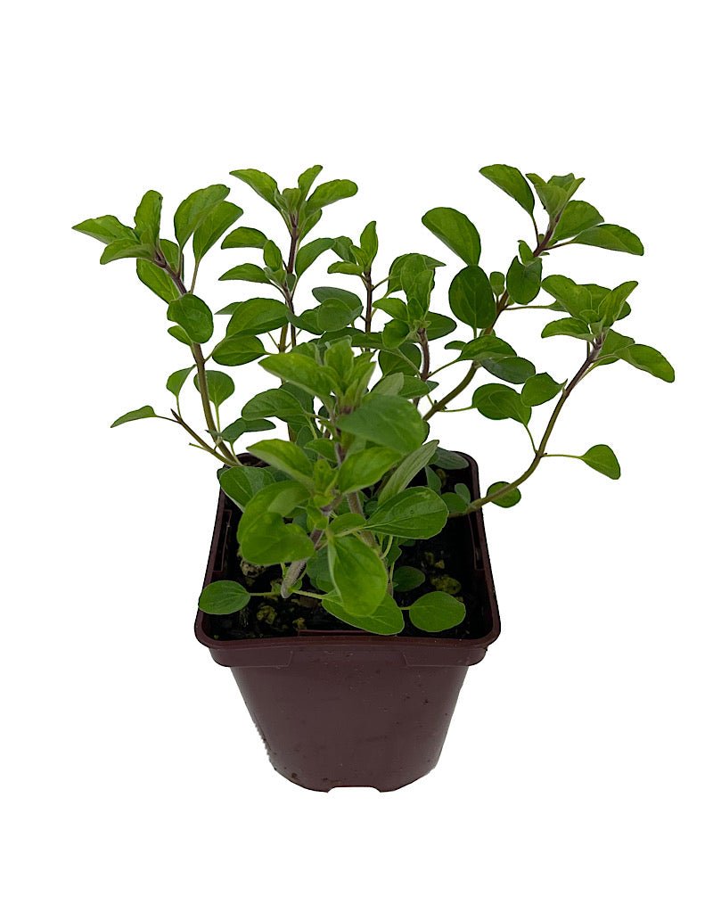 Oregano Sicilian 4 Inch The Garden Corner oregano-sicilian-4-inch-the-garden-corner