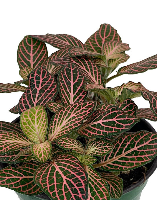 Fittonia verschaffeltii €˜Josan Mini' 4 inch - The Garden Corner