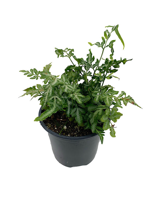 Pteris ensiformis 'Evergemiensis'