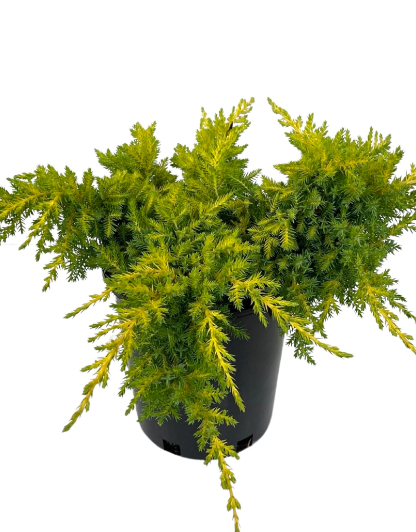 Juniperus chinensis 'Daub s Frosted'