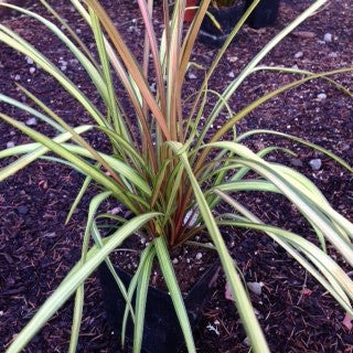Cordyline albertii 'Cha Cha'