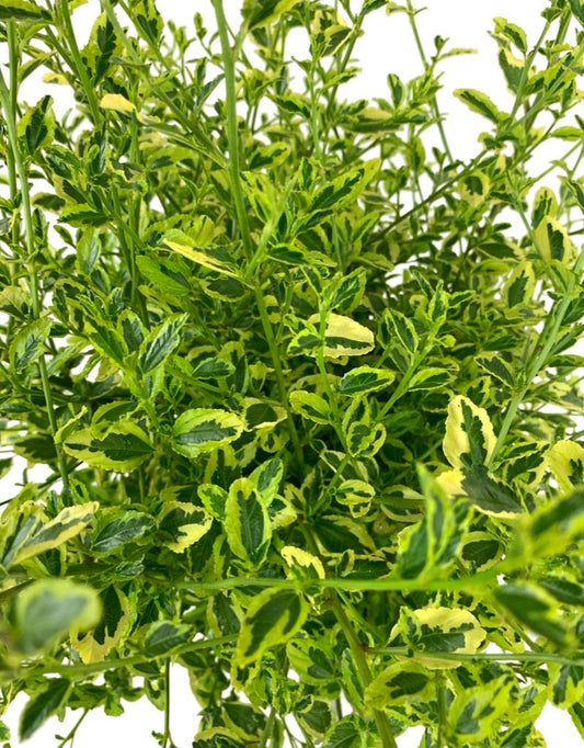 Ceanothus 'Lemon Ice'