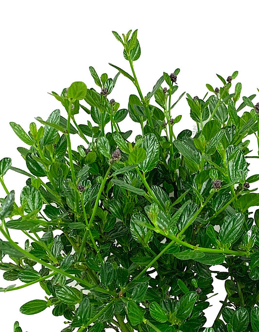 Ceanothus thyrsiflorus 'Victoria'