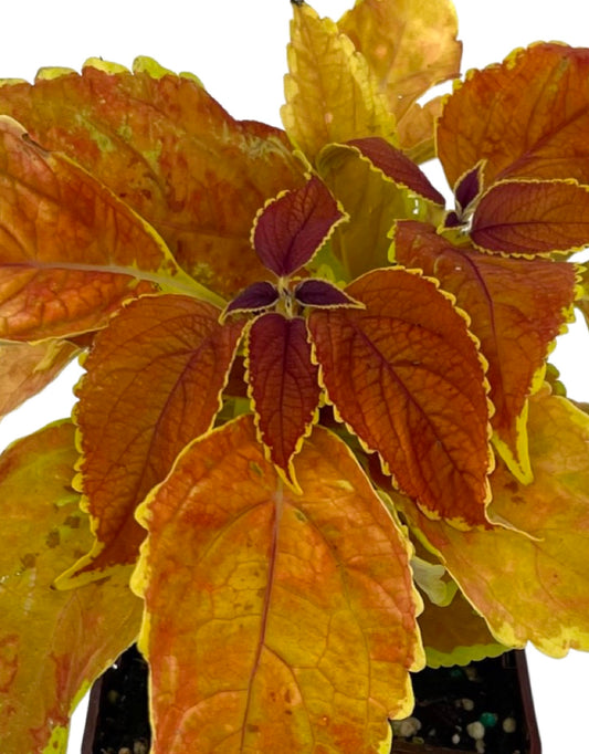 Coleus 'Rustic Orange'