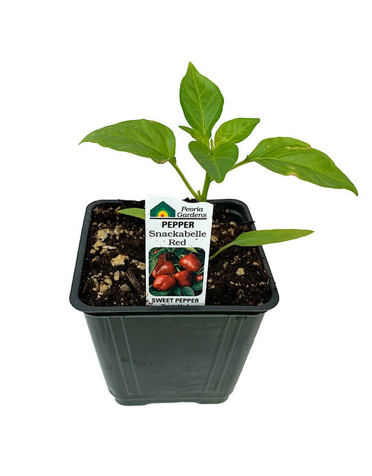 Pepper 'Snackabelle Red' 4 inch - The Garden Corner