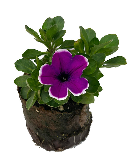 Petunia 'Main Stage Violet Picotee'