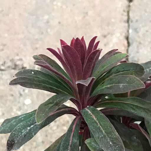 Euphorbia 'Ruby Glow' 4 inch