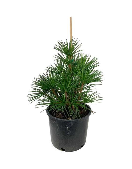 Sciadopitys verticillata 'Winter Green'