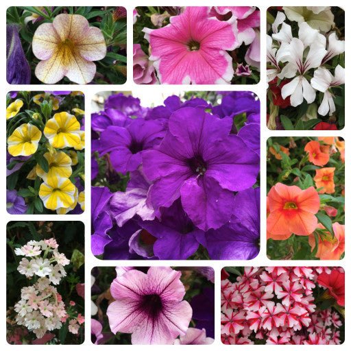 Our Passion Basket - Pre-Order - Annuals