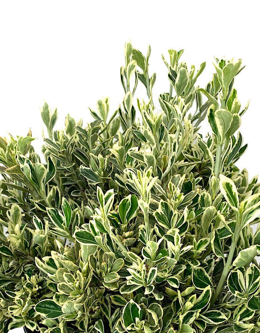 Euonymus j. 'Silver Princess' 1 gal - The Garden Corner