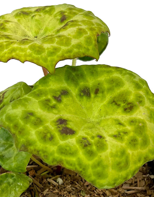 Podophyllum peltatum 'Spotty Dotty'