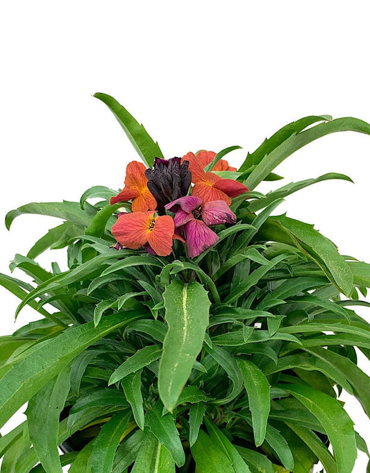 Erysimum 'Winter Orchid' 1 Gallon - The Garden Corner