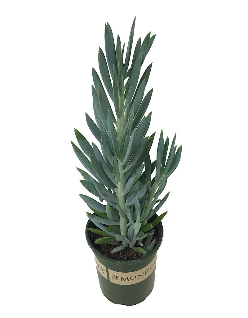 Senecio ficoides 'Mount Everest'
