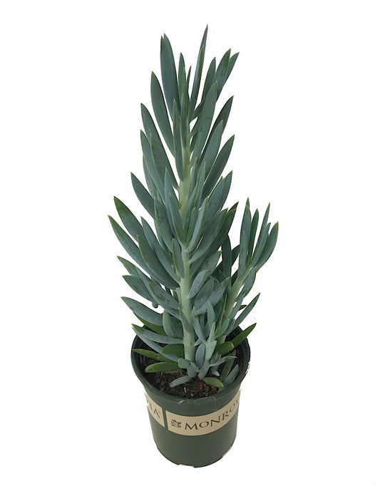 Senecio ficoides 'Mount Everest'