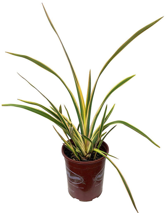 Phormium 'Wings of Gold' - The Garden Corner