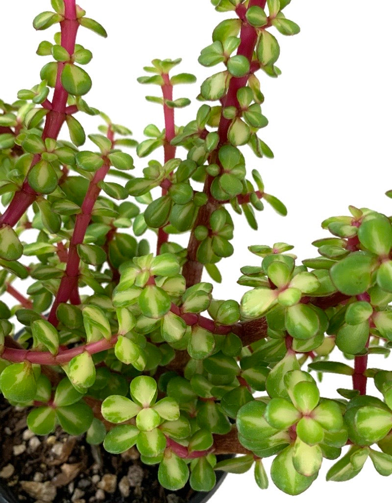 Portulacaria afra 'Mediopicta'
