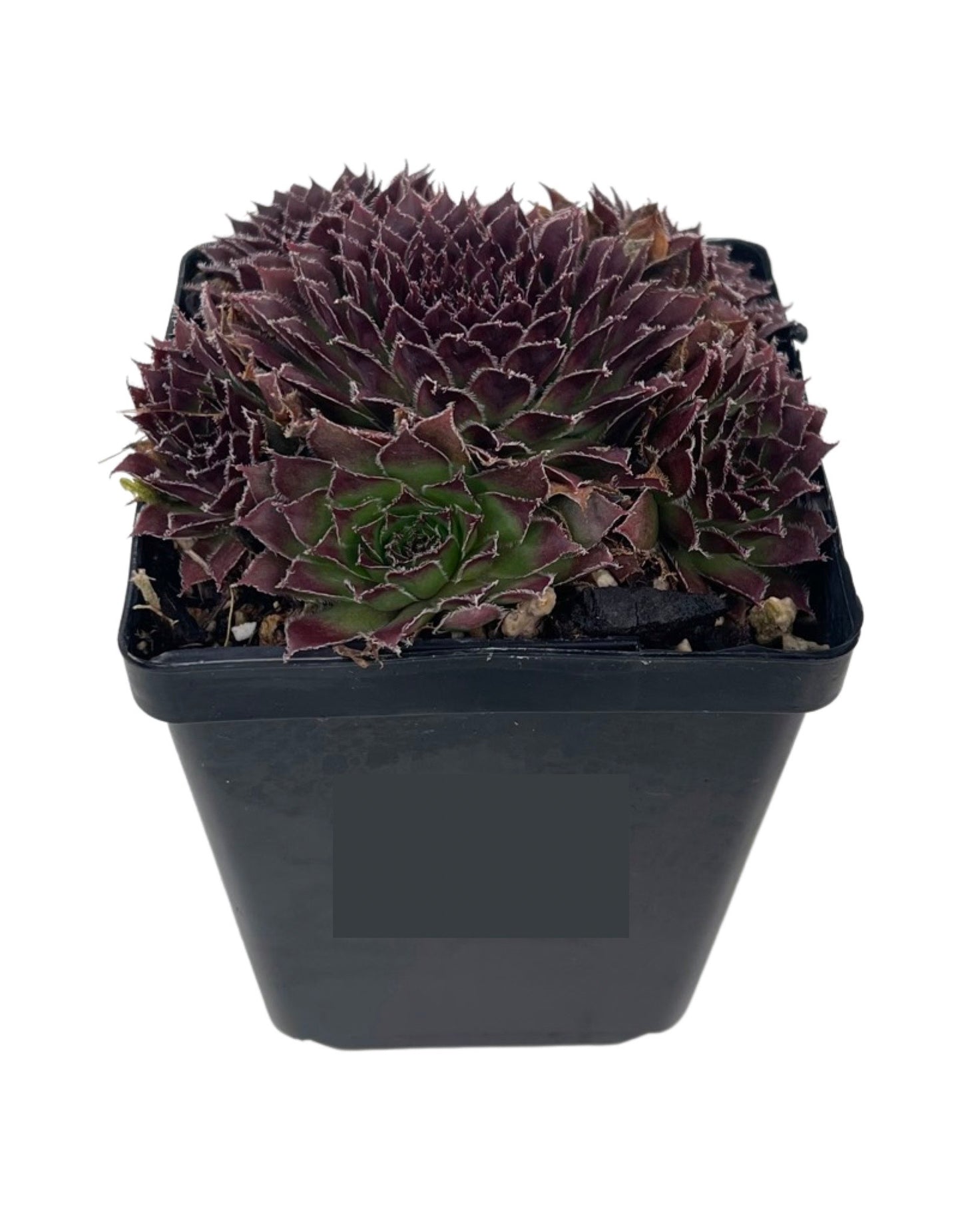 Sempervivum 'Pacific Trails'