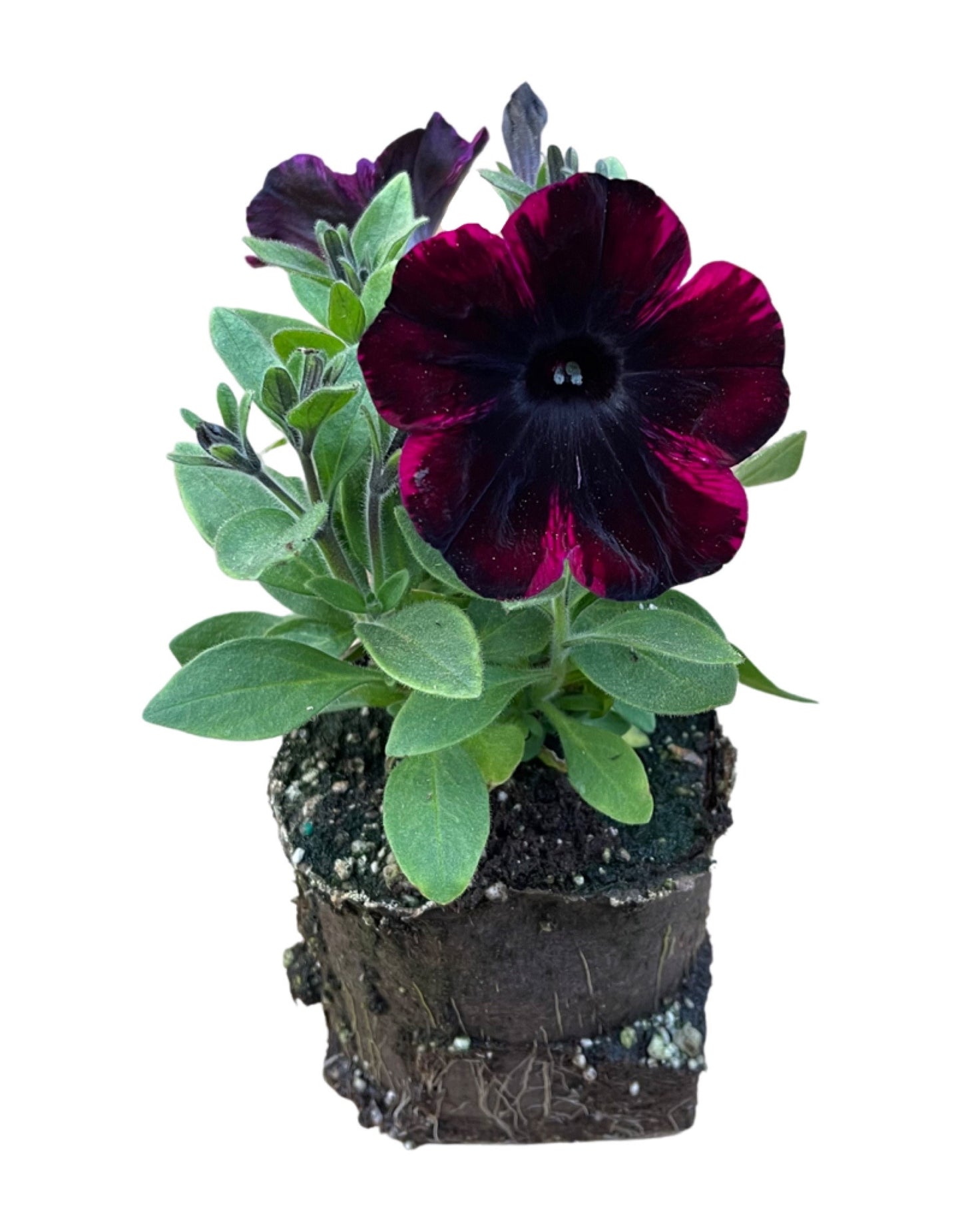 Petunia 'Sweetunia Johnny Flame'