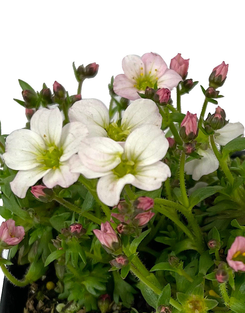 Saxifraga 'Alpino White' 4 inch
