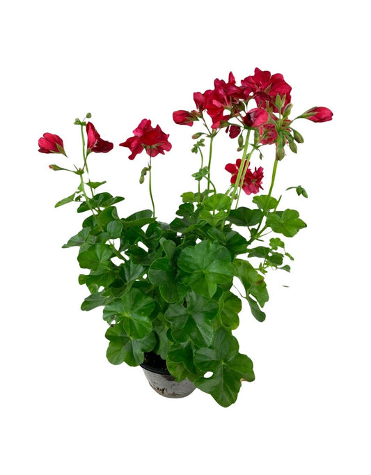 Ivy Geranium 'Precision Red Ice'
